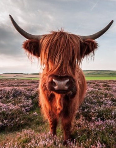 Impression Die - Highland Hunny