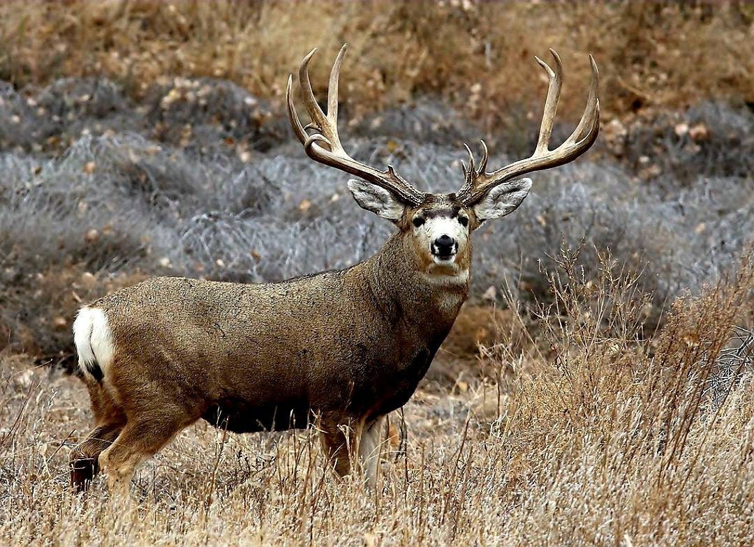 Big Sky Ranch Antlers