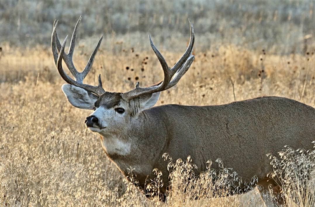 Big Sky Ranch Antlers