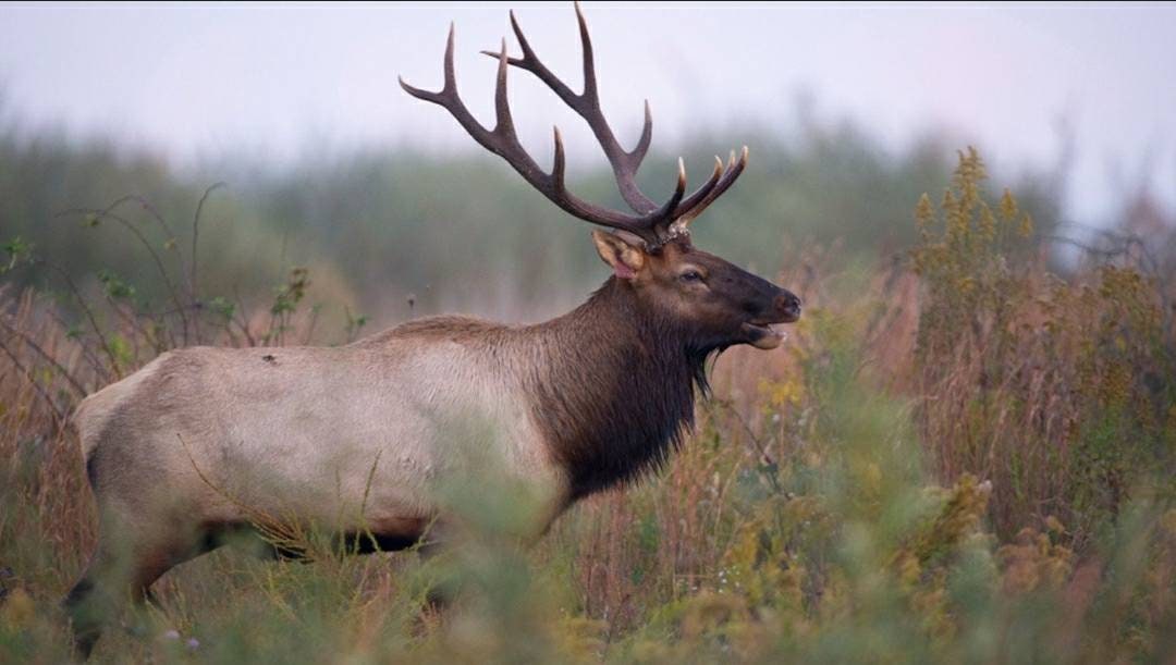 Montana Elk Antlers & Skull