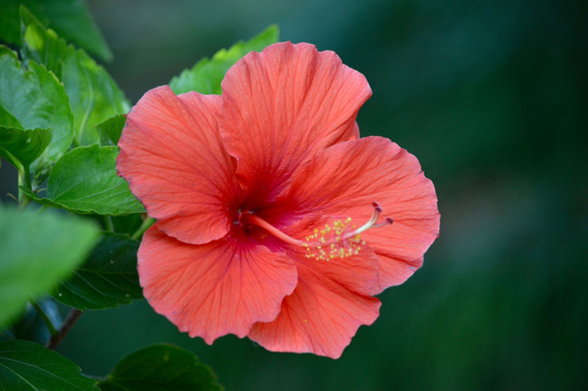 Donna's Hawaiian Hibiscus