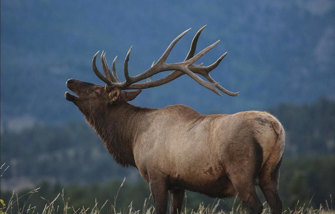ELK Bugling-Metal Stamp