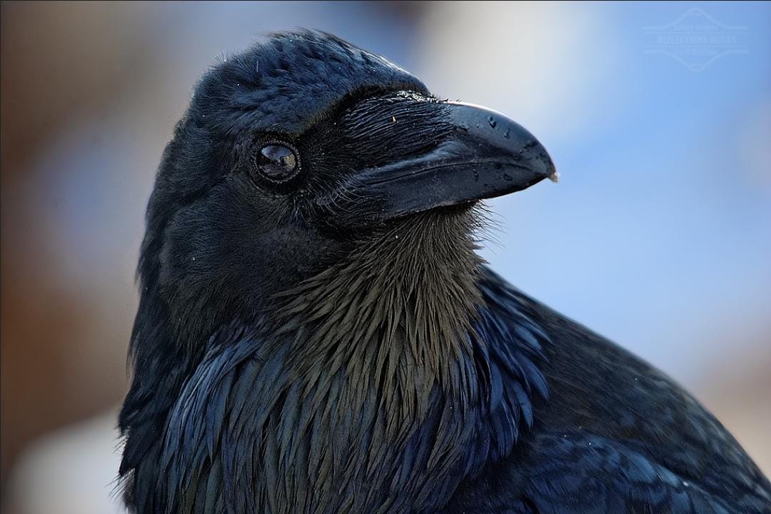 Metal Stamp-Raven Footprints-Right Foot/Left Foot