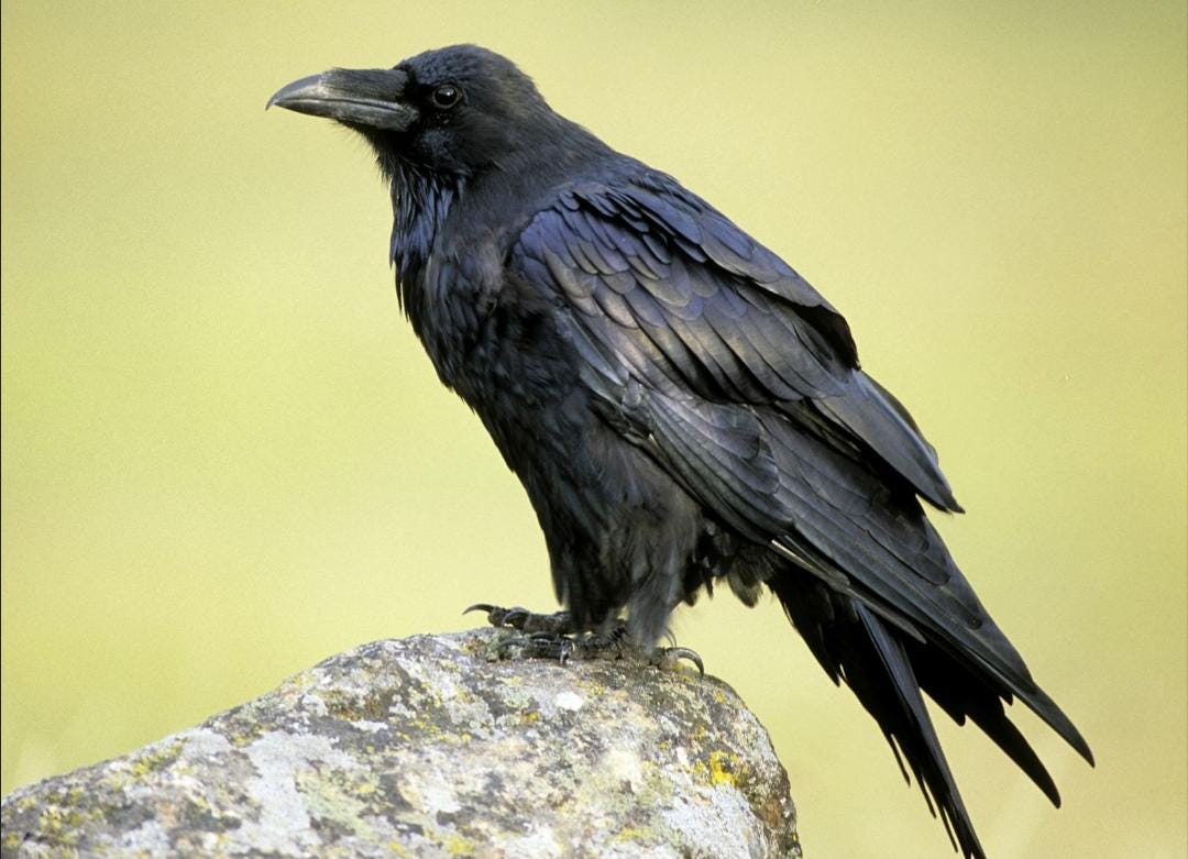 Metal Stamp-Raven Footprints-Right Foot/Left Foot