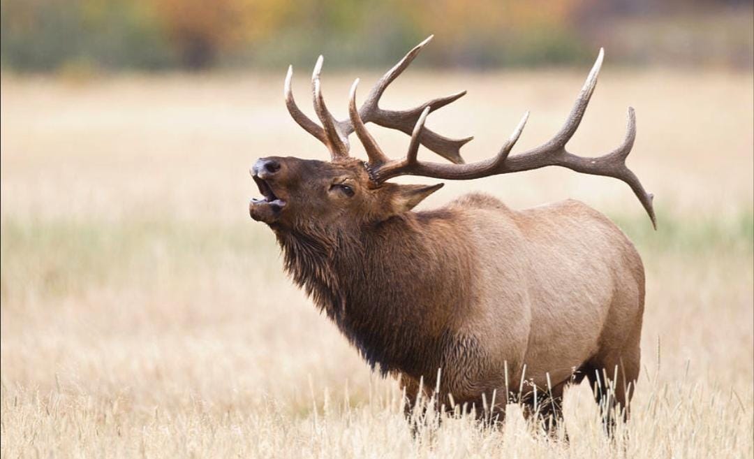 ELK Bugling-Metal Stamp